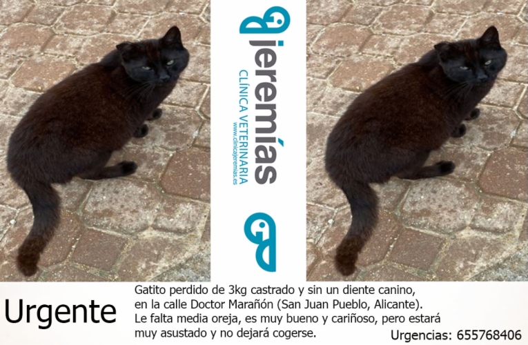 ¡Urgente Gato perdido en San Juan pueblo, Alicante!